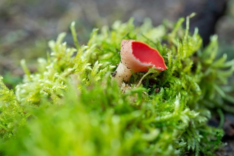 Scarlet elf cup (Sarcoscypha coccinea), fruiting body among moss on dead wood, North