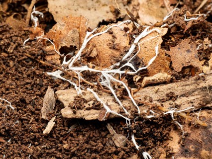 Fungus (Fungi), fungal mycelium in forest soil, North Rhine-Westphalia, Germany