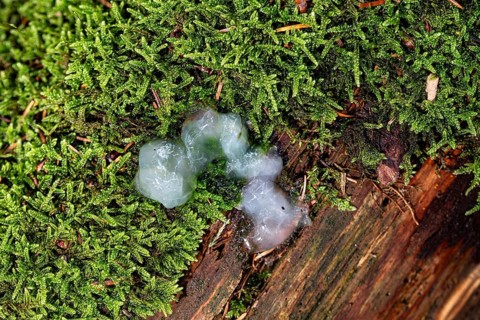 Slime mould (Mycetozoa), Sternenrotz, Sternrotz, North Rhine-Westphalia, Germany
