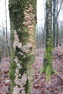 Radiating phlebia (Phlebia radiata), many fruiting bodies on tree trunk, North Rhine-Westphalia,
