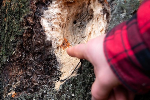 Radiating phlebia (Phlebia radiata), finger points to fruiting body on traces of woodpecker on