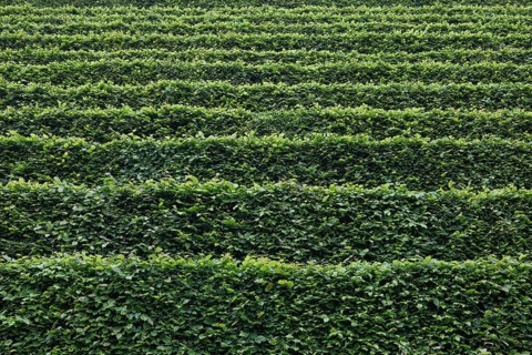 Green hedges staggered as background, North Rhine-Westphalia, Germany
