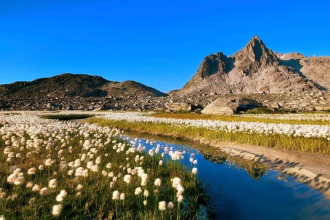 Small stream lined with flowering cotton grass (Eriophorum) in the Furka region, Urseren Valley,