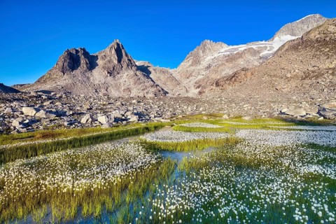 Flowering cotton grass (Eriophorum) in the Furka region, Urseren Valley, Canton Uri, Switzerland