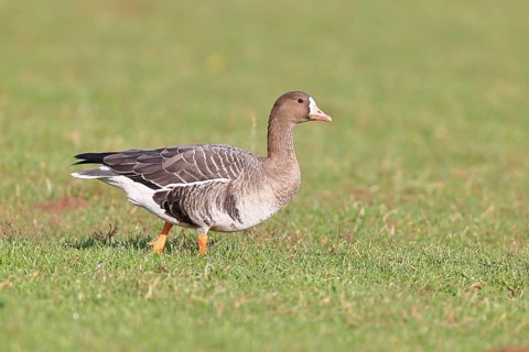 White-fronted goose (Anser albifrons), standing in a meadow in the wintering area, wildlife,