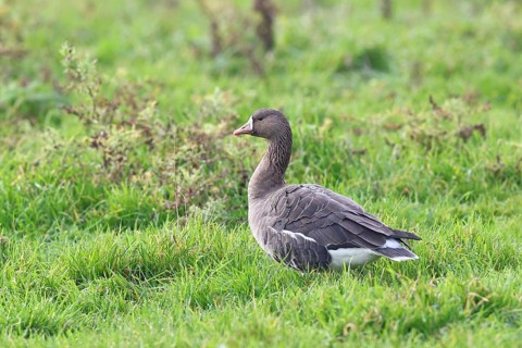 White-fronted goose (Anser albifrons), standing in a meadow in the wintering area, wildlife,