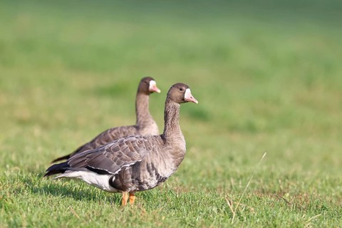 White-fronted geese (Anser albifrons), standing in a meadow in the wintering area, pair of animals,