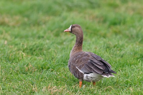 White-fronted goose (Anser albifrons), standing in a meadow in the wintering area, wildlife,