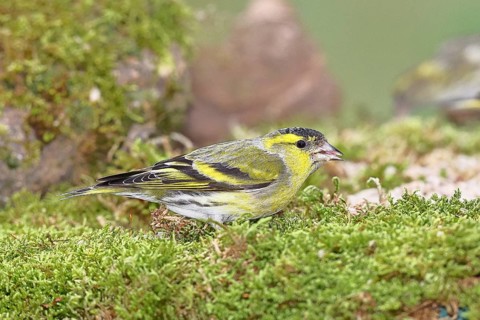Siskin (Carduelis spinus), male sitting on moss, mossy ground, Wilnsdorf, North Rhine-Westphalia,