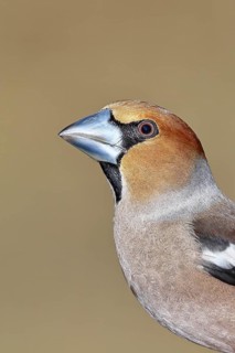 Hawfinch (Coccothraustes coccothraustes), male, animal portrait, Wilnsdorf, North Rhine-Westphalia,