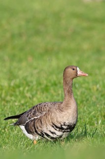 White-fronted goose (Anser albifrons), standing in a meadow in the wintering area, wildlife,