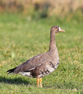 White-fronted goose (Anser albifrons), standing in a meadow in the wintering area, wildlife,