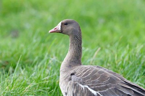 White-fronted goose (Anser albifrons), standing in a meadow in the wintering area, wildlife,