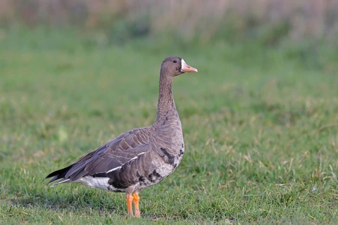 White-fronted goose (Anser albifrons), standing in a meadow in the wintering area, wildlife,