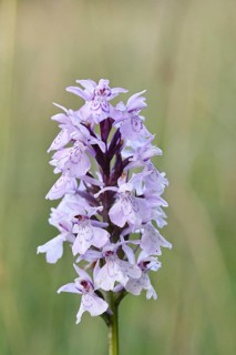 Moorland spotted orchid (Dactylorhiza maculata), inflorescence, close-up, Wilnsdorf, North
