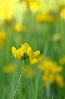 Bird's-foot Trefoil, Bird's-foot Trefoil (Lotus corniculatus), yellow flower in a meadow,