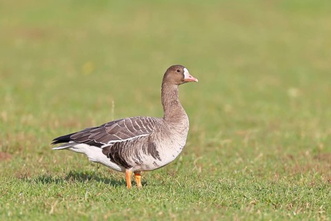 White-fronted goose (Anser albifrons), standing in a meadow in the wintering area, wildlife,