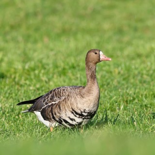 White-fronted goose (Anser albifrons), standing in a meadow in the wintering area, wildlife,