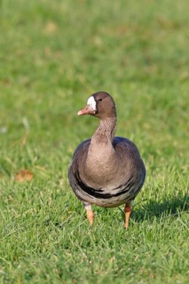 White-fronted goose (Anser albifrons), standing in a meadow in the wintering area, wildlife,