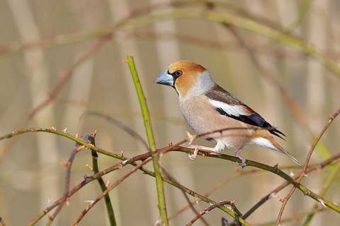 Hawfinch (Coccothraustes coccothraustes), male, sitting in a thorn bush, wildlife, colourful