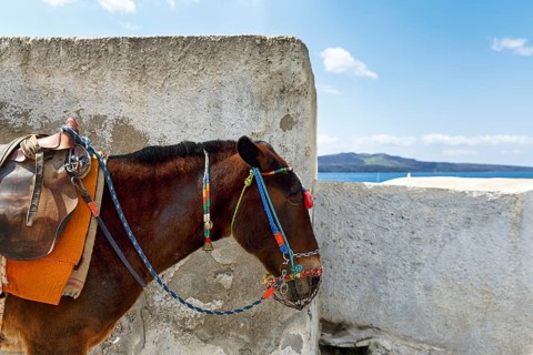 Donkey, mule, donkey riding for tourists, Fira, Thira, Santorini, Cyclades, Greece