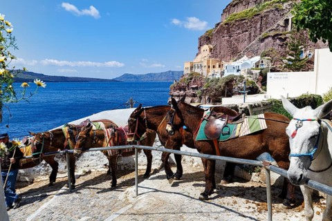 Donkey, mule, donkey riding for tourists, Fira, Thira, Santorini, Cyclades, Greece