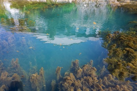 Lippe spring, waters with algae, Bad Lippspringe, climatic health resort, Westphalia, North