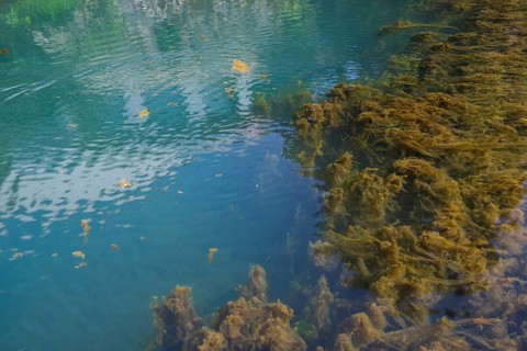 Lippe spring, waters with algae, Bad Lippspringe, climatic health resort, Westphalia, North