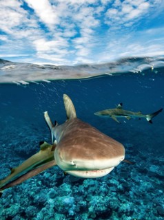 Snapshot of mock attack Attack by Grey reef shark (Carcharhinus amblyrhynchos) swimming fast