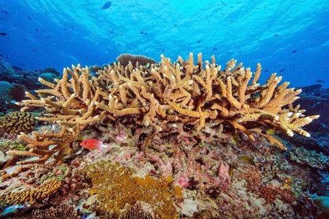 Small colony of staghorn corals (Acropora robusta) growing on coral block of reef-building hard