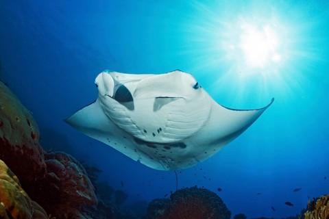 Backlit photograph of reef manta ray (Manta alfredi) floating floats stands over coral block in