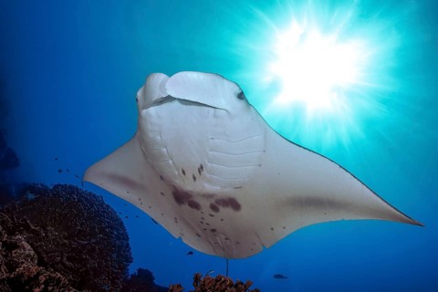 Backlit photograph of reef manta ray (Manta alfredi) floating floats stands over coral block in