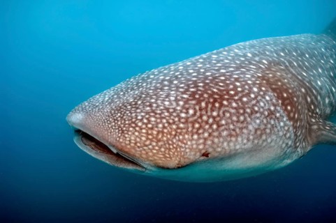 Head of whale shark (Rhincodon typus) with typical pattern, Pacific Ocean, Philippine Sea,