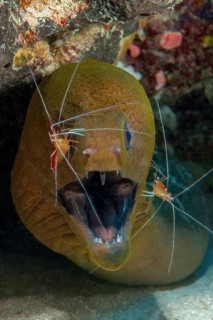 Symbiosis symbiotic behaviour in coral reef of predatory fish Giant moray eel (Gymnothorax
