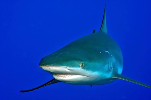 Close-up of Grey reef shark (Carcharhinus amblyrhynchos) swimming towards observer too close to