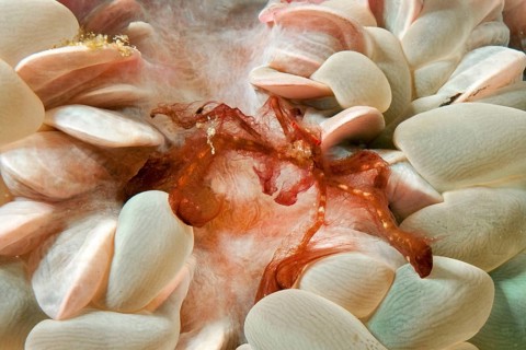 Orang-utan crab (Achaeus japonicus) Orang-utan crab walks over sits on bubble coral (Plerogyra