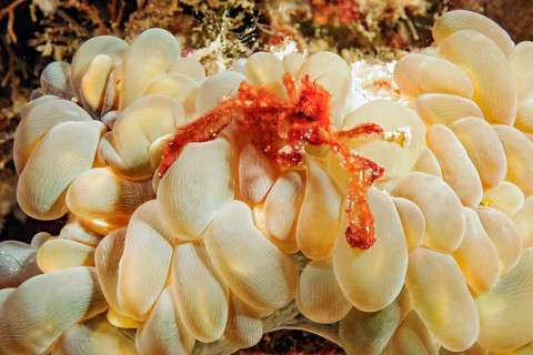 Orang-utan crab (Achaeus japonicus) (syn. Inachus japonicus) sitting on bubble anemone (Entacmaea