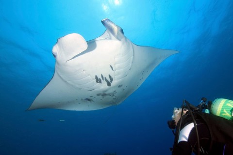 Diver observing peaceful harmless reef manta ray (Manta alfredi) giant ray at close range, common
