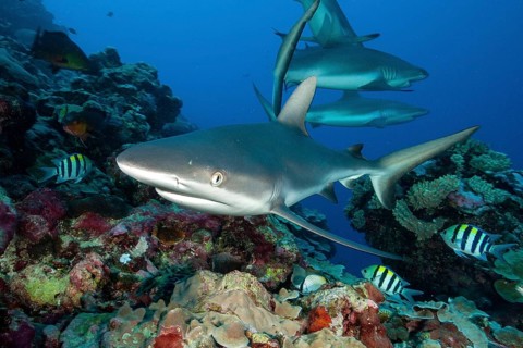 Small group of Grey reef sharks (Carcharhinus amblyrhynchos) swimming for prey through tropical
