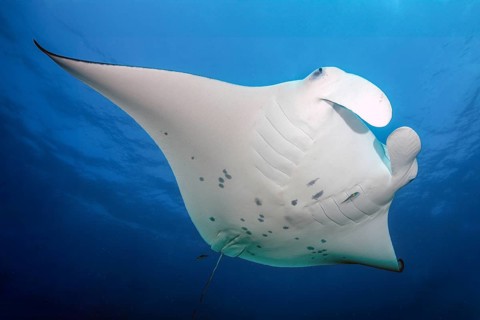 Backlit photograph of giant ray (Manta birostris) plankton eater swimming through open sea blue