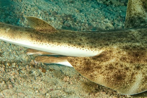 Close-up of sexual characteristics clasper under body tail base of male specimen of angel shark