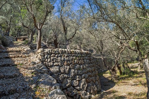 Olive orchard with old stone terraces on a slope a sunny summer day in the countryside, Mallorca,