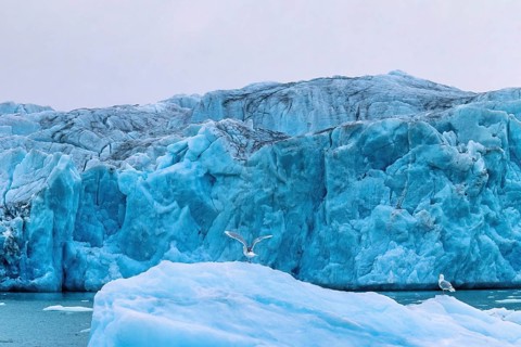 Seagull with flapping wings on an iceberg at a glacier by the sea, Svalbard, Norway