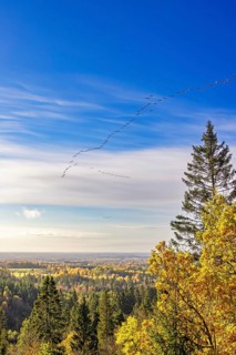 Flock of geese flying in formation at a blue sky at a beautiful autumn landscape view