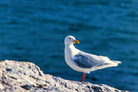 Glaucous gull (Larus hyperboreus) on a rock by the sea in the Arctic, Svalbard, Norway