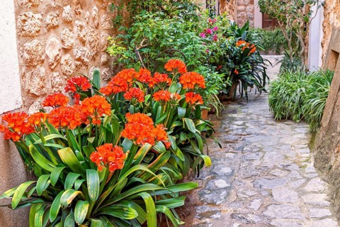 Flowers in bloom and green plants in an idyllic cobblestone alley, Fornalutx, Mallorca, Spain