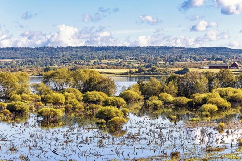 Flooded wetland with green bushes in a rural landscape a sunny summer day, Hornborgasjön, Sweden