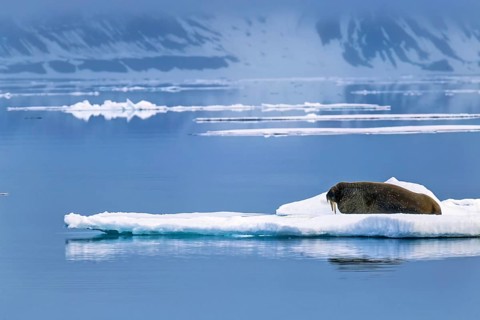 Walrus (Odobenus rosmarus) lying on an ice floe in arctic waters, Svalbard, Norway