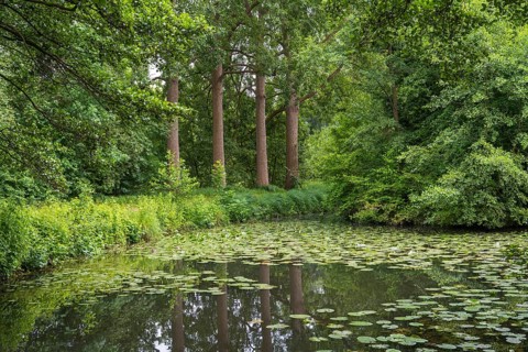 Water lilies (Nuphar lutea) on the river Ems, trees on the bank, Rheda-Wiedenbrück, Westphalia,