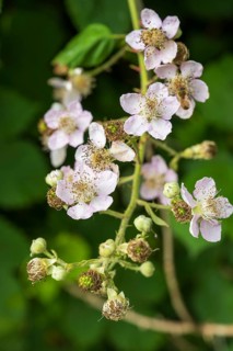 Wild blackberry (Rubus fruticosus), flower, close-up, North Rhine-Westphalia, Germany